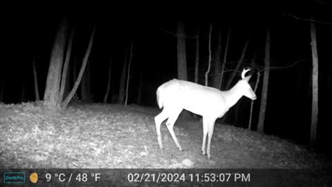 The Woods – 02/22/2024