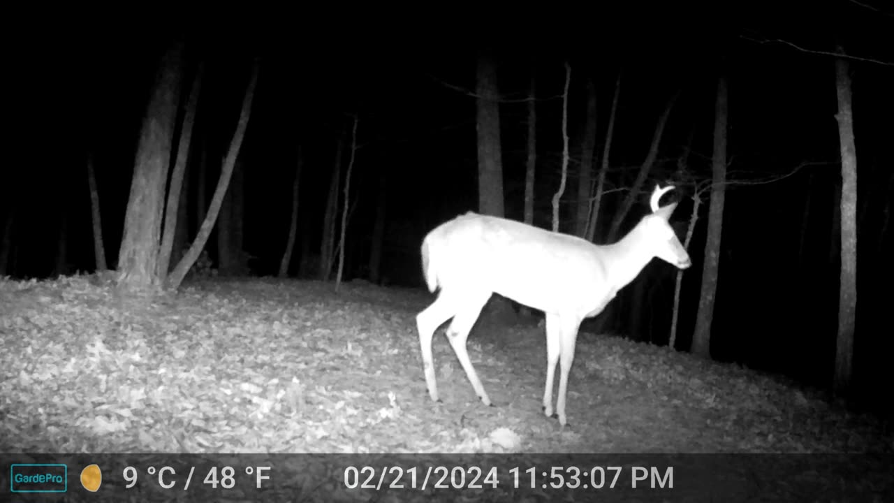 The Woods – 02/22/2024
