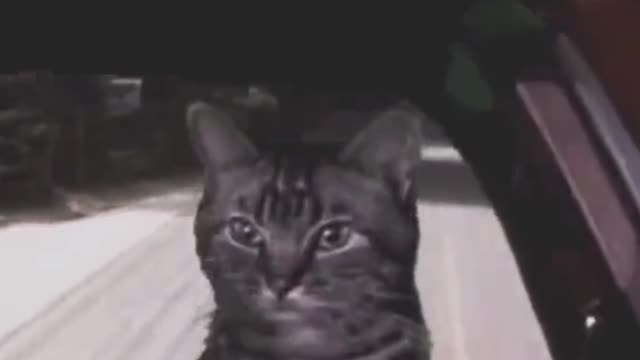 Drive cat.