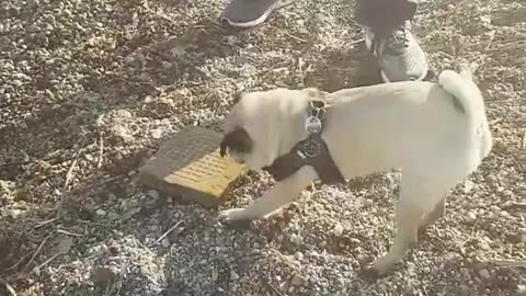 Dogy Found Something At the Beach