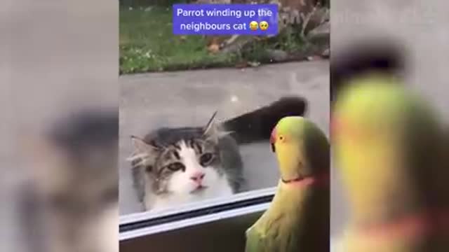 Funny Animals Video - Best Cats and Dogs Videos of the Week