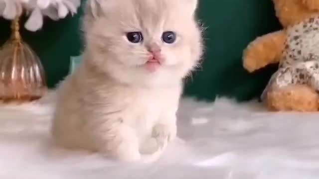 Baby cat cute