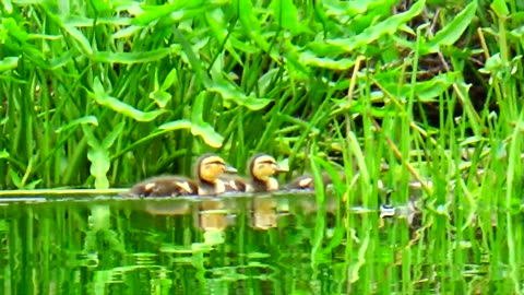 Mallard Ducklings