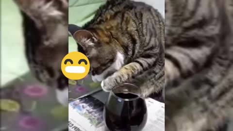 My Cat drinking Wine | Cat reaction |