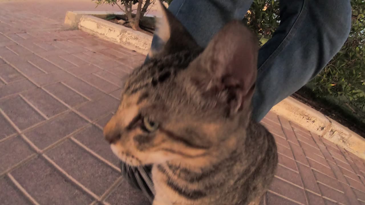 MICHAEL JACKSON - Homeless cat in Ras Al Khaimah, UAE #cat #cats #MichaelJackson #emirates #UAE #4u