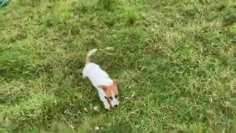 The tables turn and Angus gets the upper hand on the sheep - The Jack Russell Puppy