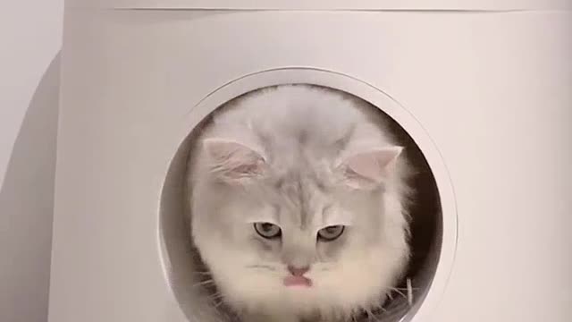 Viral video cat excellent cat video