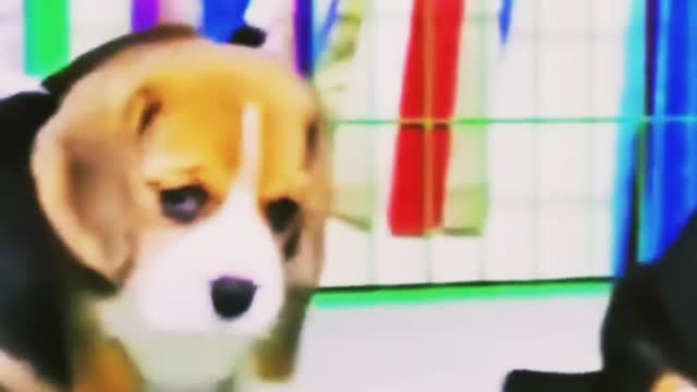 very cute dog kids looking for something