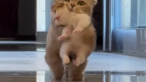 Cute cate funny video