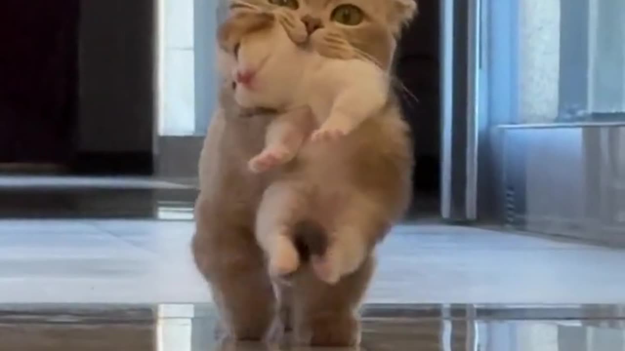 Cute cate funny video