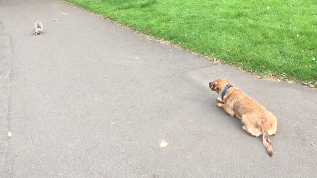 Dog Is Bad at Catching Squirrels