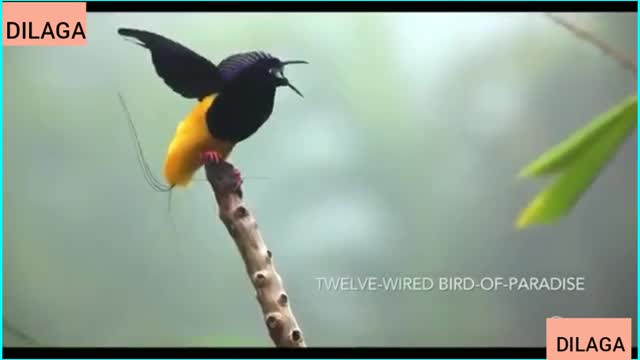 Bird of paradise from the land papua#indonesia