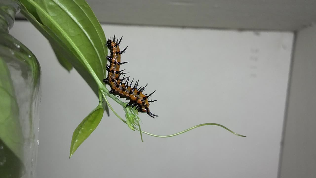 Fritillary caterpillar eating time lapse video.