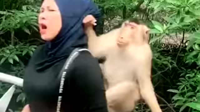 Funny Monkey kadullagossip kadullanews