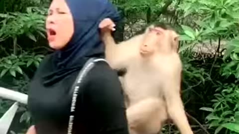 Funny Monkey kadullagossip​ kadullanews