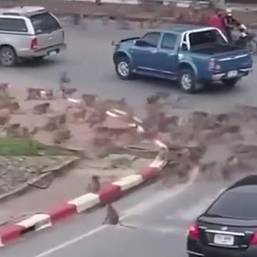 Monkey gangs are taking over Thailand
