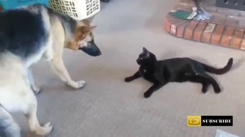 Adorable Dogs and Cats in Action! SOOOO CUTE!!!!