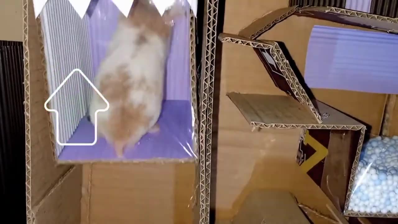 Cute hamster