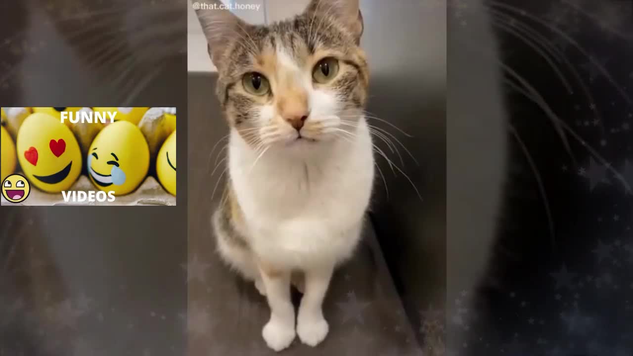 Funny cat 😹 That will make you laugh until you cry 🤣_ # 01