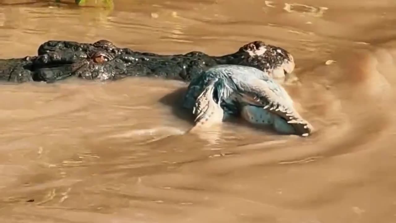 Clash of Titans: Massive Croc Dragged by Even Bigger Croc 🐊💥