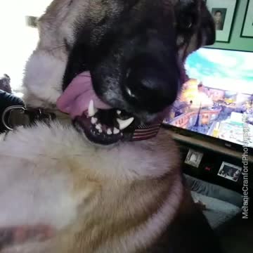 My Dog Wants Love ❤