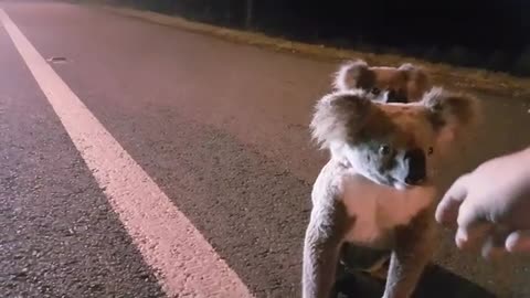 Baby koala with mum