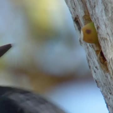 "Nature's Pantry: The Fascinating World of Acorn-Collecting Corn Woodpeckers"