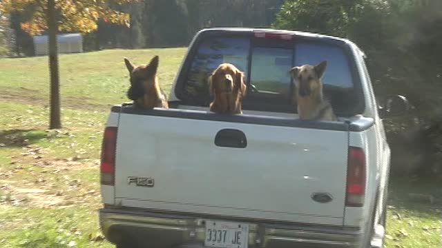 Happy Dogs. Massac County, Illinois.