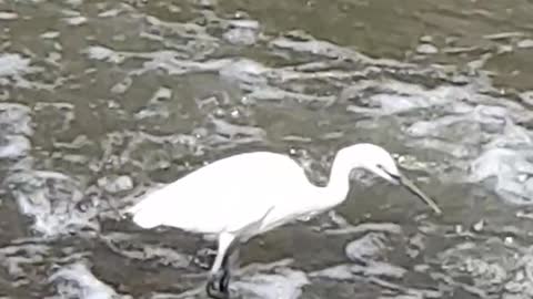 Iron egret walking on the river.