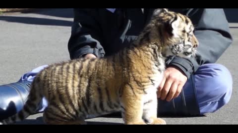 chubby little tiger