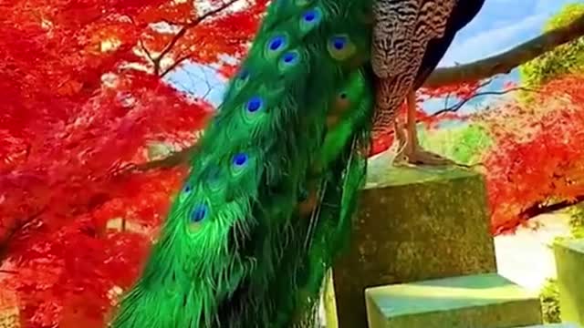 Peacock dance