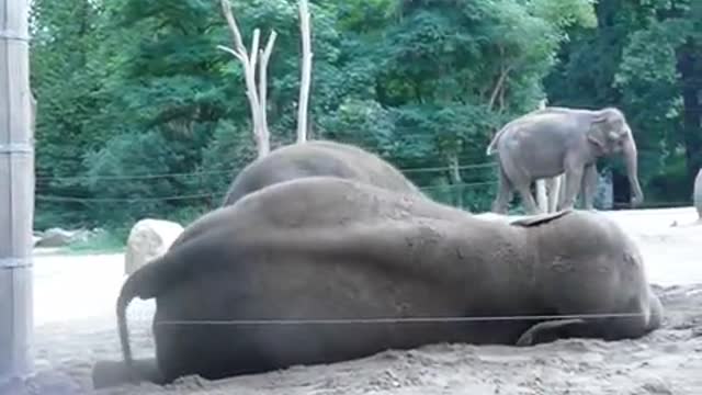 baby elephant wants to entertain