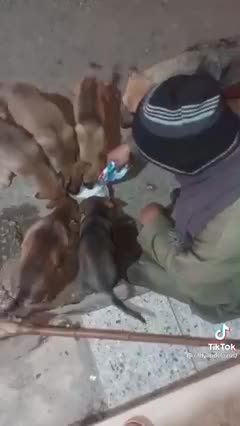 Feed the dogs dare da mangiare ai cani