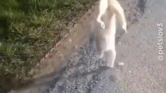 Funny Cat Videos 😂