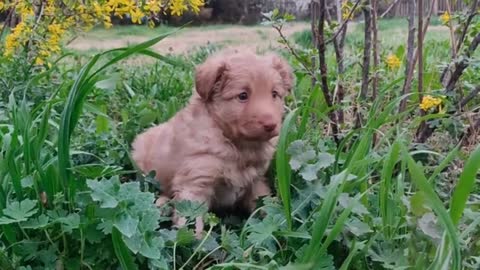 Cute Dogs & Puppies Adorable