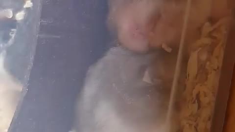 Mom hamster parenting made this way