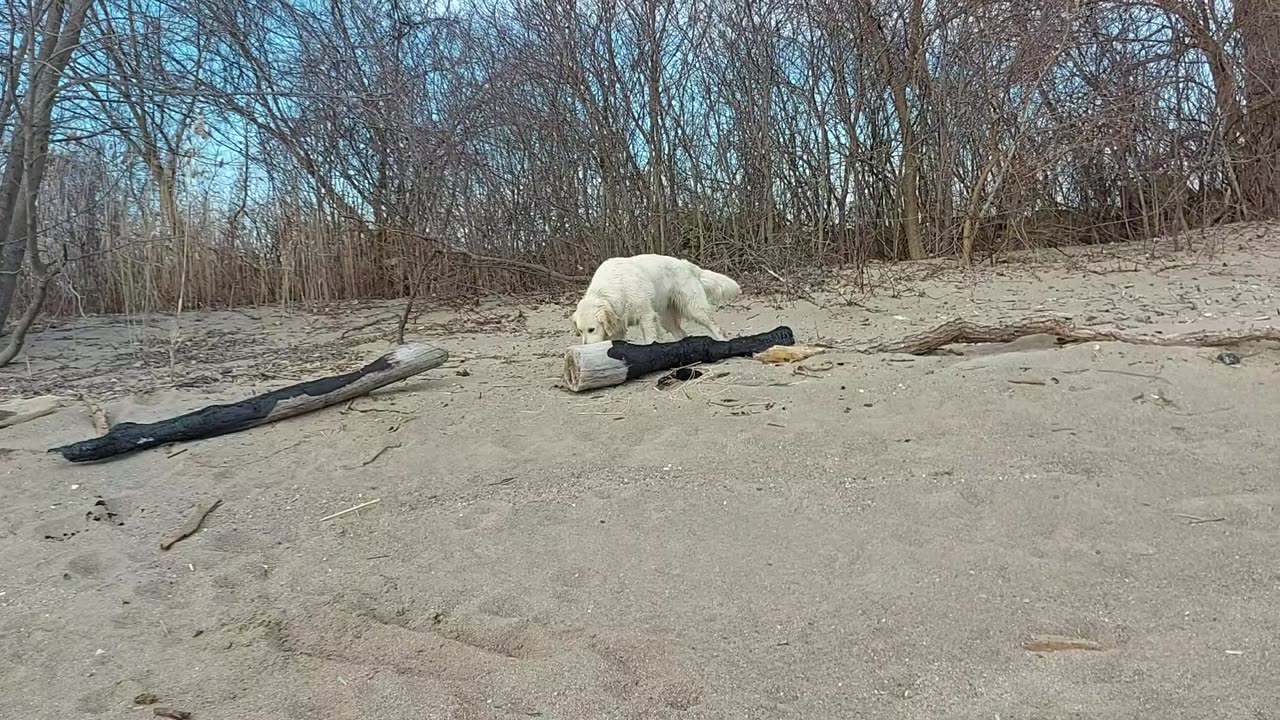 Sister walks