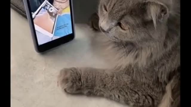 Cute cat funny video