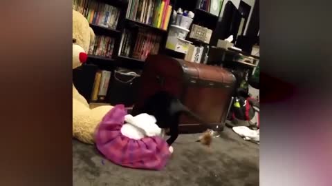 Funny Pets Playing With Babies Compilation
