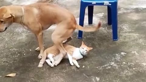 Dog and cat funny video