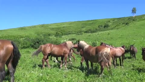 Horses in the Altai foothills and crows in the neighborhood.