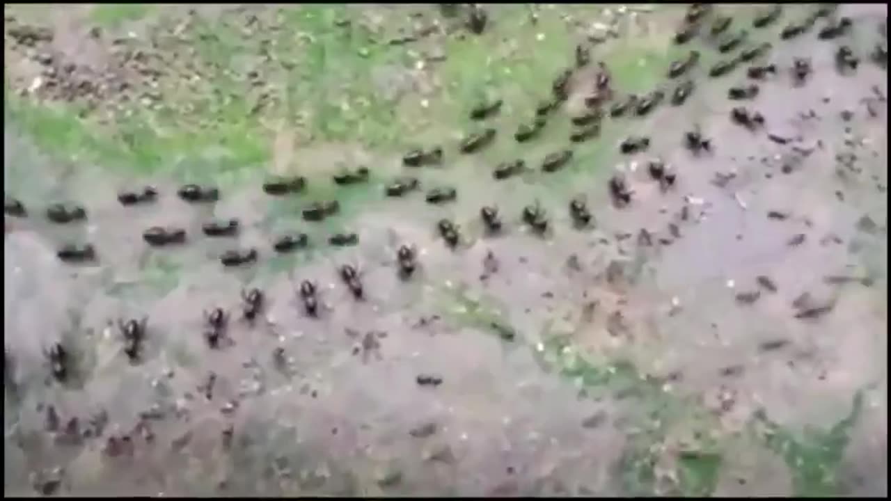 Truce between termites(top) and ants(bottom) with each side having their own line of guards.