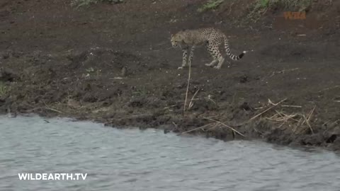 crocodile 🐊 attacked unsuspecting cheetah 🐆