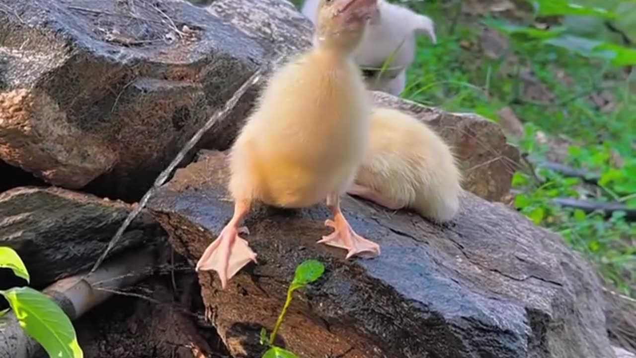 LAUGH UNCONTROLLABLY WITH BABY DOCK