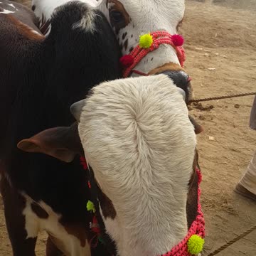 بہت خوبصورت بیلوں کا جوڑا اقبال نگر منڈی میں