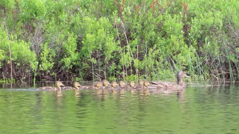 Boundary Waters Ducklings with Mama