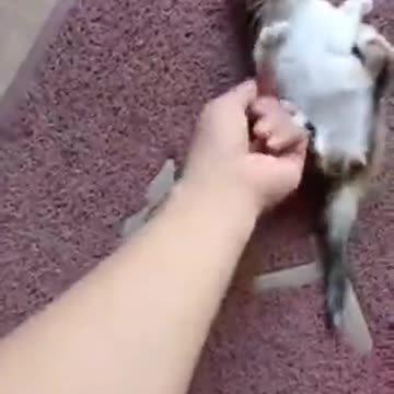 Kitty getting stuck on carpet