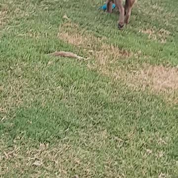 Can't Keep Claire Bear's Attention!