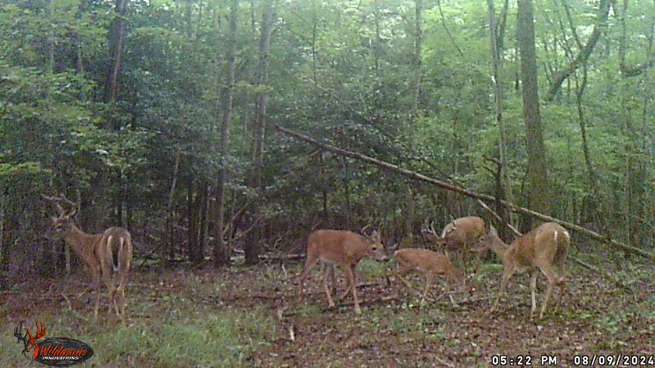 Whitetail Deer