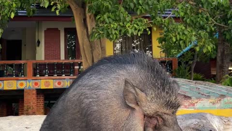 A pig on the beach